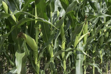Yeşil mısır hasat için neredeyse hazır sahada