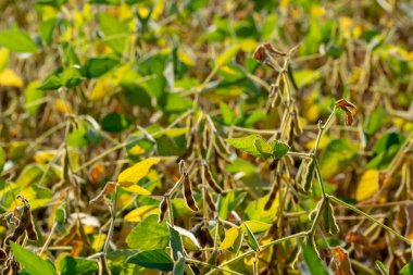 Neredeyse hasat için olgunlaştı soya alan