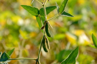 Neredeyse hasat için olgunlaştı soya alan