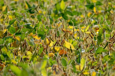 Neredeyse hasat için olgunlaştı soya alan