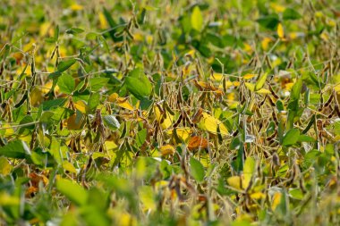 Neredeyse hasat için olgunlaştı soya alan