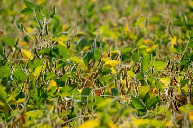 Neredeyse hasat için olgunlaştı soya alan