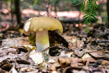 Ormanda - doğal sonbahar arka plan olarak uygun mantar