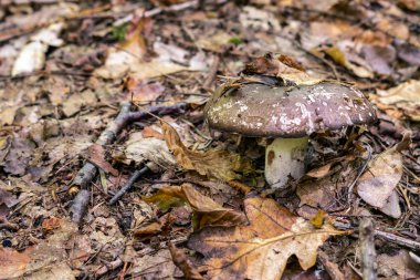 Ormanda - doğal sonbahar arka plan olarak uygun mantar