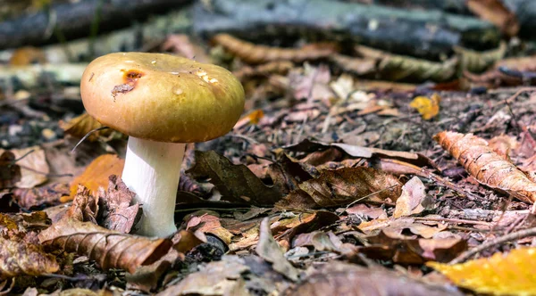 Cogumelo Floresta Adequado Como Fundo Natural Outono — Fotografia de Stock
