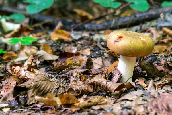 Cogumelo Floresta Adequado Como Fundo Natural Outono — Fotografia de Stock