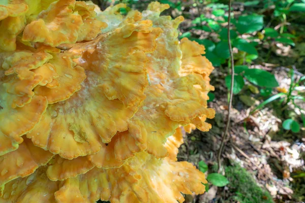 Stubben Svamp Växer Skogen Hösten — Stockfoto