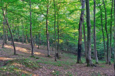 Günbatımı dağlardaki ormanda