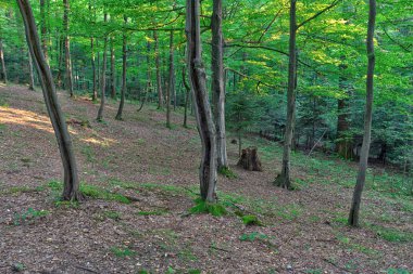 Günbatımı dağlardaki ormanda