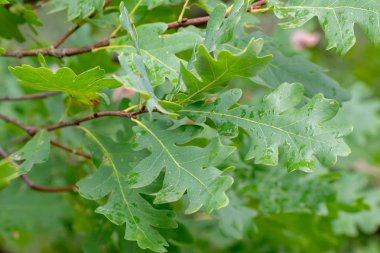 Yaz aylarında artan closeup arka plan meşe yaprakları