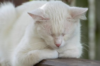 Beyaz kedi dışarıda bahçede bir yaz gününde uyuyor