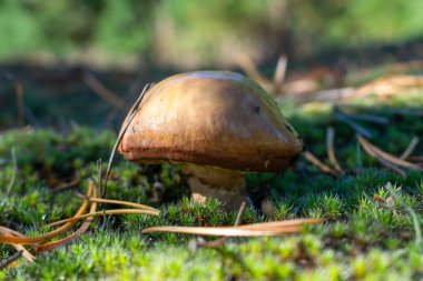 Yosun orman arka planda üzerinde büyüyen yabani mantar