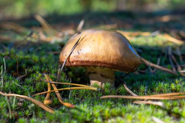 Yosun orman arka planda üzerinde büyüyen yabani mantar