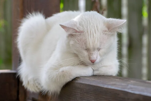 Weiße Katze Schläft Einem Sommertag Draußen Garten — Stockfoto