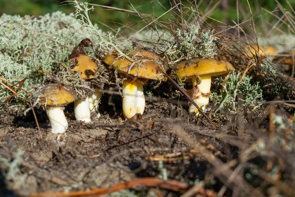 Cogumelos Selvagens Crescendo Musgo Fundo Floresta — Fotografia de Stock
