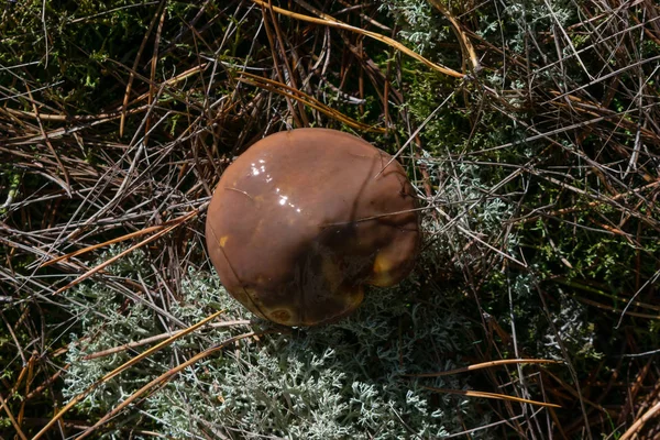 Wildpilze Wachsen Auf Dem Moos Hintergrund Des Waldes — Stockfoto