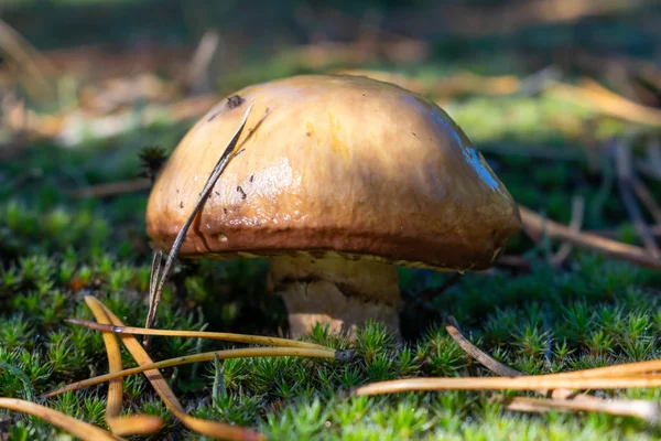 Cogumelos Selvagens Crescendo Musgo Fundo Floresta — Fotografia de Stock