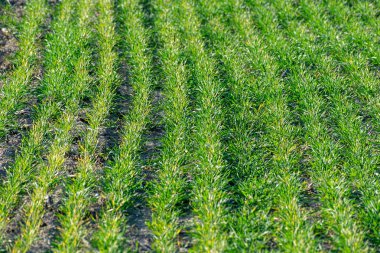 Kış sonbahar sahada büyüyen buğday