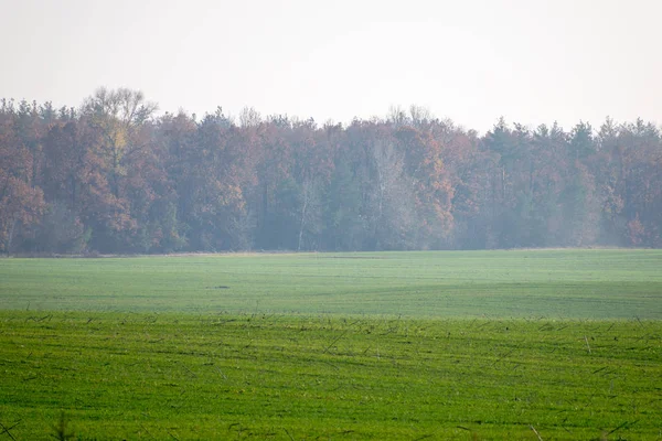 Cultivated Field Sunset Autumn Day — Stock Photo, Image