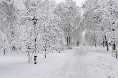 Kışın taze kar kalın tabaka ile kaplı Parkı