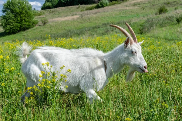 Biały Koza Krajowego Pastwisku Letni Dzień — Zdjęcie stockowe