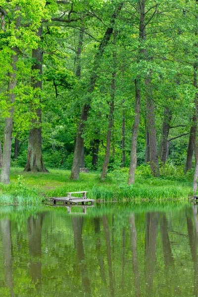 湖の上の木 — ストック写真