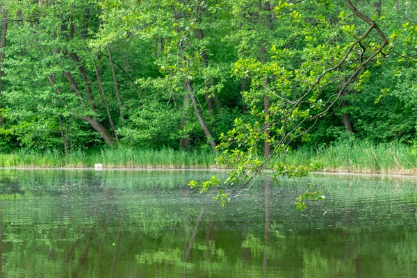 Bäume über dem See — Stockfoto