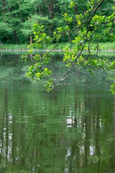 Bäume über dem See — Stockfoto