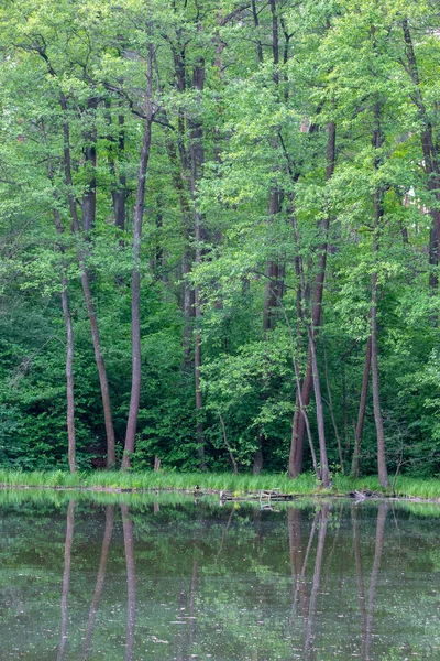 Bäume über dem See — Stockfoto