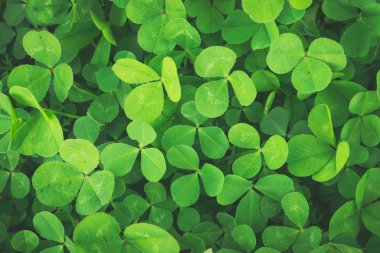 Yoncayeşil arka plan