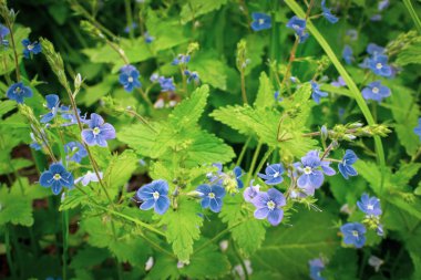 vahşi mor çiçekler