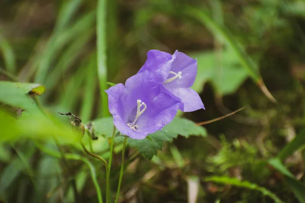 Bellflowers en el bosque —  Fotos de Stock