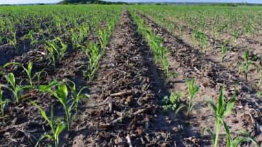 Erken yaz aylarında alanda büyüyen genç mısır bitkileri