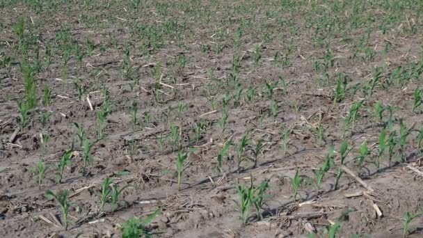 Молоді Кукурудзяні Рослини Ростуть Полі Початку Літа — стокове відео