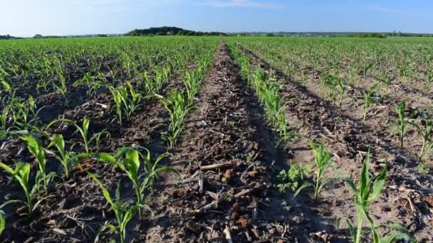 Jonge Maïs Planten Groeien Het Veld Vroege Zomer — Stockvideo