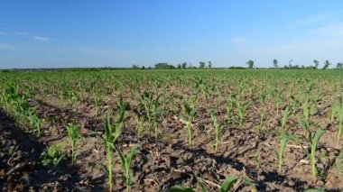 Erken yaz aylarında alanda büyüyen genç mısır bitkileri