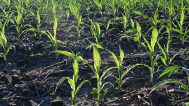 Erken yaz aylarında alanda büyüyen genç mısır bitkileri
