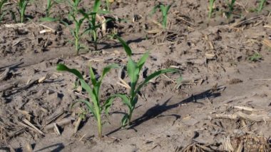 Erken yaz aylarında alanda büyüyen genç mısır bitkileri