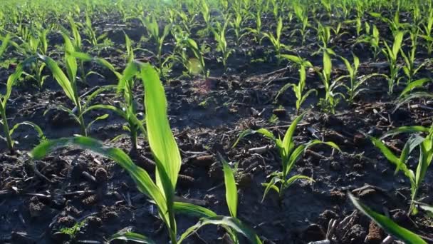 Jonge Maïs Planten Groeien Het Veld Vroege Zomer — Stockvideo