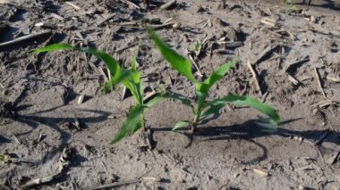 Erken yaz aylarında alanda büyüyen genç mısır bitkileri