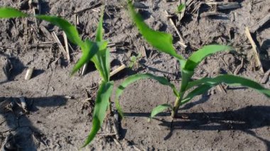 Erken yaz aylarında alanda büyüyen genç mısır bitkileri