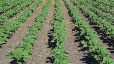 Erken yaz aylarında alanda büyüyen genç ayçiçeği bitkileri