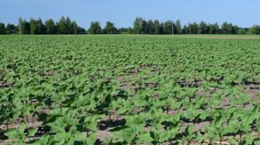 Erken yaz aylarında alanda büyüyen genç ayçiçeği bitkileri