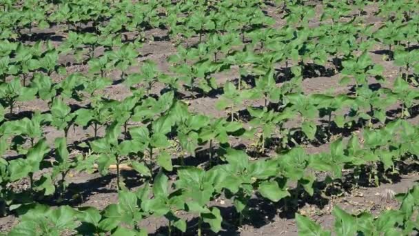 Jeunes Plants Tournesol Poussant Champ Début Été — Video