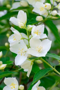 Yasemin çiçeği closeup