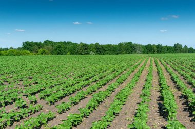 Sahada ayçiçeği bitkileri