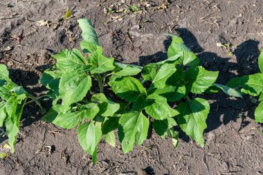 Sahada ayçiçeği bitkileri