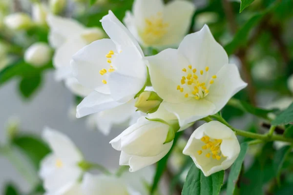Fiore di gelsomino primo piano — Foto Stock