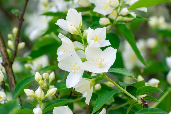 Jasmine blossom closeup — Stock Photo, Image