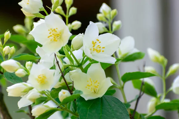 Fiore di gelsomino primo piano — Foto Stock